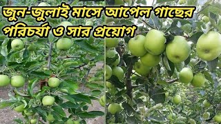 গ্রীষ্মকালীন আপেল গাছের পরিচর্যা!! জুন-জুলাই মাসে আপেল গাছের রোগ আক্রমণ ও সার প্রয়োগ