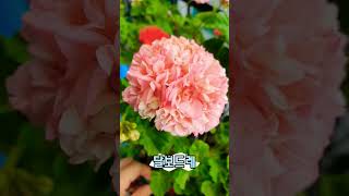 여름제라늄꽃과 무름병시작 #제라늄 #무름병 #pelargonium