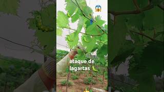 PRAGA IDENTIFICADA EM NOSSO PARREIRAL!🐛👈 #vidanaroça #viticultura  #PRAGAS#frutas AGROPECUÁRIA #agro