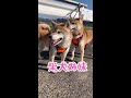 柴犬の散歩中にカモに遭遇しました。