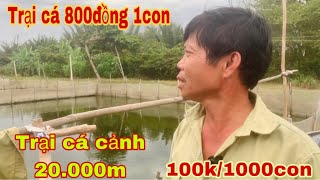 Khám phá trại cá cảnh Thành Luân 20.000m chỉ 800đồng 1 con -Thái Salem vê lốc