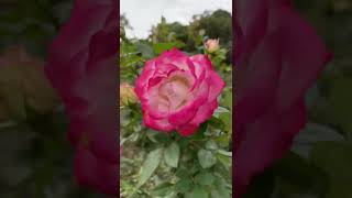 Beautiful white rose with pink edges | Pink White Rose | Rose Garden at Shilin Residence