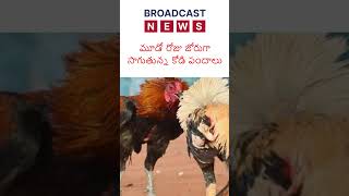 మూడో రోజు జోరుగా సాగుతున్న కోడి పందాలు #broadcastnewstelugu