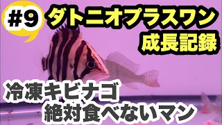 ダトニオさんが冷凍キビナゴを食べない問題