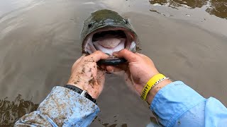 Molonglo River Monster *HUGE MURRAY COD* | Canberra Fishing | Polly's Fishing