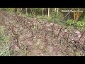 red napier after 30 days of planting how to grow red napier for dairy farms dairy farming ideas