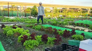 [狐狸菜園] 無毒蔬菜創作藝術大挑戰 甜蘿蔓 皺葉A菜 紅珊瑚萵苣 紅色圓葉萵苣 火焰萵苣 台機店 FOX vegetable garden  lettuce arted