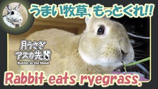 うまい牧草、もっとくれ！！【ウサギのだいだい 】　2018年5月13日