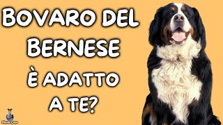 Bovaro del Bernese: Cosa Sapere