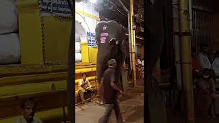 elephant prank video Tamil