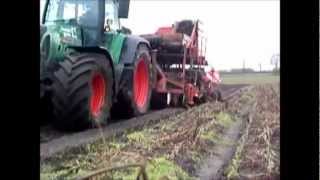 salsify harvesting in wett condition