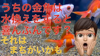 金魚のpH（ペーハー）ショックの原因や症状、治療、予防方法を解説します（水換え時に喜ぶのは勘違いかもしれません）