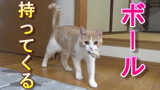 ボールをくわえて持ってくる猫がかわいい【スコティッシュフォールド】