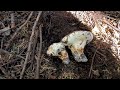 picking masutake mushroom in usa เก็บเห็ด มัตสึตาเกะ หลืเห็ดพาย ในอเมริกา แคลิฟอร์เนีย pt.15