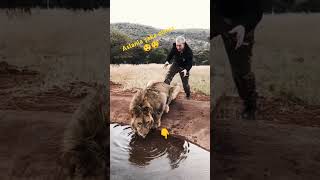 Aslanla şaka olmaz 😲 #lion #wildlife #funny #animals #tiger #animal #dog #deanschneider