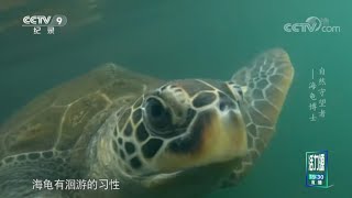 明明是海龟产卵季 却没一只海龟上岸产卵《自然守望者Ⅴ》第4集【CCTV纪录】