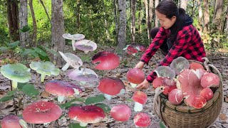 สะออน!!เห็ดก่อเเดง!!เห็ดหน้าเเหล่!!หลังเขียว!!เเล้งๆยังหมานล้นต่าจ้า🍄🍄🍄26/12/67