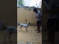 basic obedience training of indian pariah dog indie dog desi dog street dog simbha pariah dog