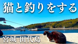 【Cat Island】A remote island in Miyagi, Japan, was a paradise for both cats and fishing.