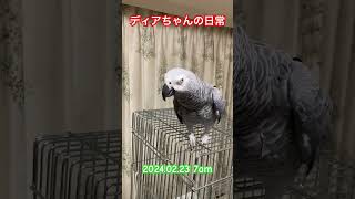 朝の放鳥と体重測定#ヨウム 【ディアちゃん】 #parrot #birds #鳥 20240223