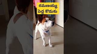 రమణయ్య పెద్ద కొడుకు #dog #jackrussell #rocky #funny #talking #video #shorts #ytshorts #comedy #jokes