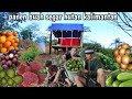 berpetualang panen buah segar hutan kalimantan