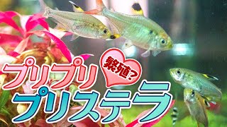 プリッとプリステラ小型美魚の繁殖行動？深窓の令嬢プリステラが暴れる日 #アクアリウム 【ビバアクア】