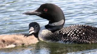 Unraveling Mysteries of the Common Loon