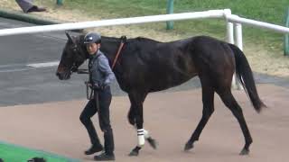 【クロッカスステークス2025】未勝利馬のクラスペディアがOP特別を快勝‼ 現地映像