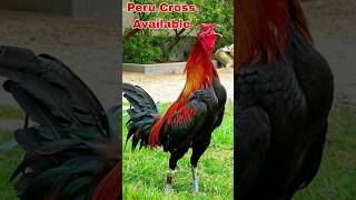 Peru Cross Cock