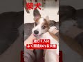 our papillon is mistaken for various dog breeds【dog videos】 funny shorts