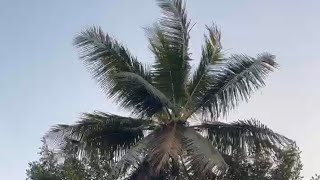 ഒരു ആഡാർ തെങ്ങുമുറി Coconut Tree Cutting in Kerala #coconut #thengu