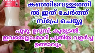 Zerocost organic method to get rid of pests//പുഴു, ഉറുമ്പ്, വെള്ളീച്ച, കുരുടൽ എല്ലാം മാറും💯Result🔥👍🏻