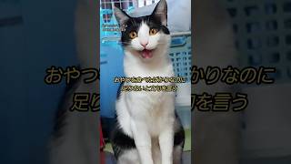 おやつへの執着心が強すぎる  #猫 #保護猫 #猫動画 #shorts