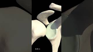 What Exactly Is A Dislocated Shoulder Animation