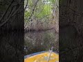 pichavaram mangrove forest #travel #trending #youtubeshorts #reels #boating #shorts