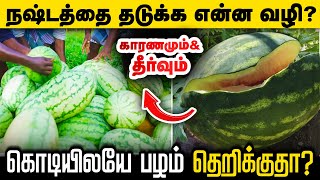 2 லட்சம் வரை வருமானம் தரும் தர்பூசணி சாகுபடி முறை | Tharpoosani valarpu tamil| Watermelon Fertilizer