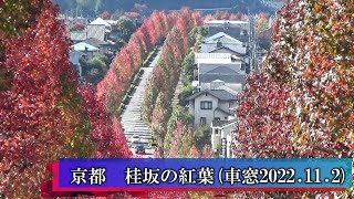 京都 桂坂の紅葉(車窓) 2022 11 02