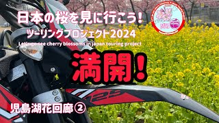 日本の桜を見に行こう！児島湖花回廊②満開の河津桜【モトブログ】