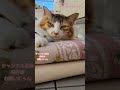 さばとらまめちゃん　うめちゃん shoot cat 猫 保護猫 みゅーじ piano ねこ 猫のいる暮らし music