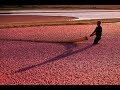 Wisconsin's State Fruit: The Cranberry!