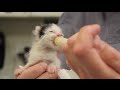 ACCESS Specialty Animal Hospitals | What is it like to work at ACCESS?