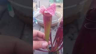 Crazy Sarracenia. Check this dudes wig! S. Grand Wizard Theodore