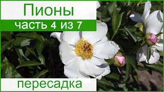 🌸 Пересадка пионов осенью – как и когда пересаживать пионы