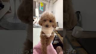 固まってる麦っ子🐶#いぬのいる生活 #トイプードル #犬 #癒し #可愛い #わんこ #愛犬 # #歌ってみた