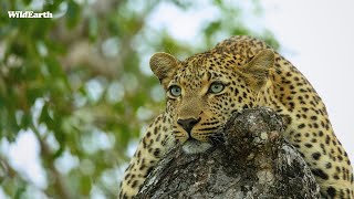 Big cat surprise- SafariLIVE Sunrise - 25 September 2024