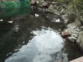 天成園　あひる池へ③23.2.2