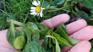 Madeliefjes blad, een oppepper voor lichaam en geest in de winter