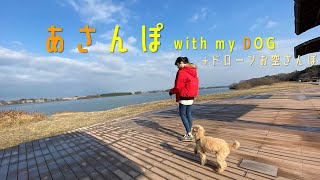 あさんぽ with my DOG〔＋ドローンお空さんぽ〕 　　木曽三川公園／サリオパーク祖父江 ワイルドネイチャープラザ／トイプードルのいる暮らし／散歩／ソトアソ部／コストコ／DRONE／DJI／朝活