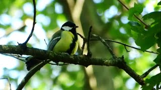 Great tit (Parus major) - Pițigoiul mare